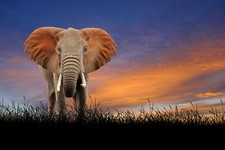 ELEPHANT IN SUNSET BEAUTIFUL WALL ART DECOR COLOUR CANVAS LARGE 30X18 INCH