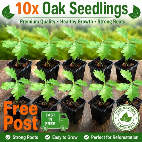 English oak tree saplings - oak,