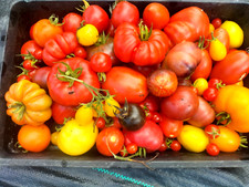   25 Mixed Tomato Seeds - BUY