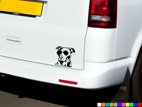 American pitbull dog car - dog,