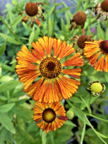 Helenium chipperfield orange - chipperfield,