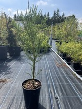 Giant Redwood Tree -