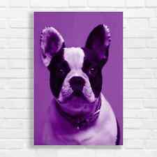 Adorable French Bulldog Purple