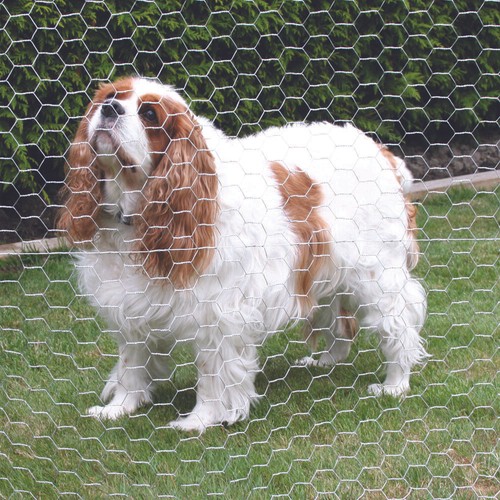 Galvanised chicken wire mesh - galvanised,
