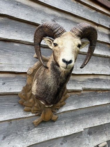 Taxidermy european mouflon - taxidermy,