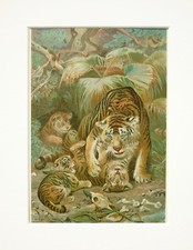 Tiger & Cubs Animal Print -