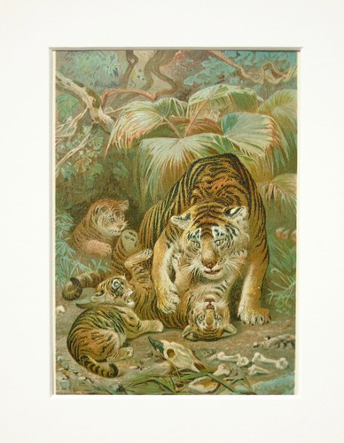 Tiger cubs animal print - &,