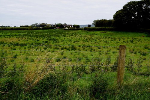 Photo 6x4 rushy ground carony - photo, ground,