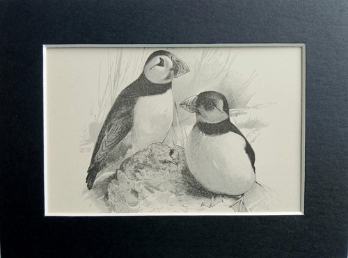 Puffin bird mounted - bird,