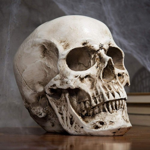 Anatomical medical human - medical,