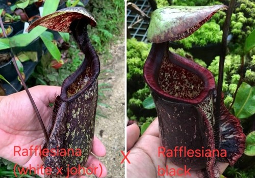 Genuine nepenthes seeds - nepenthes,