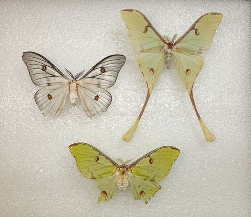 Moth crafting bundle b - moth, a2/b