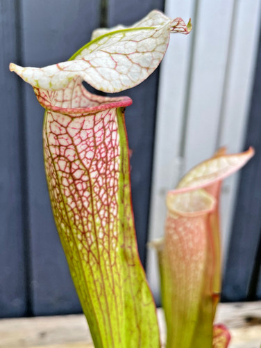 Sarracenia camisole jenny - camisole, x