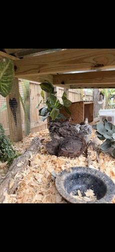 Dozen coturnix quail - dozen,