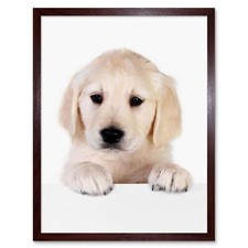 Puppy Baby Golden Retriever Dog Pet 12X16 Inch Framed Art Print