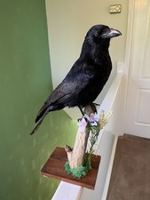 Taxidermy crow this not - not, a