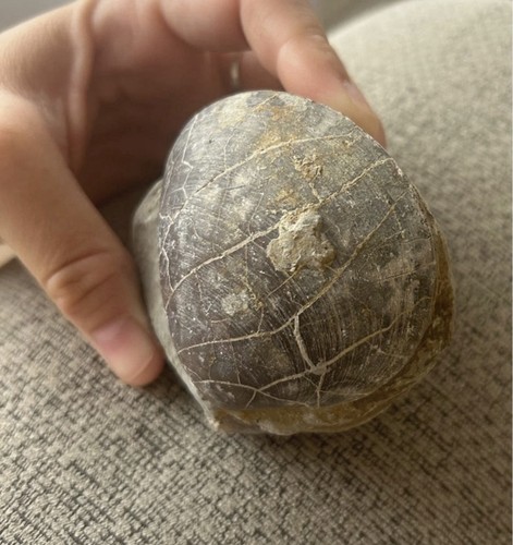 Unprepared fossil shell - unprepared,