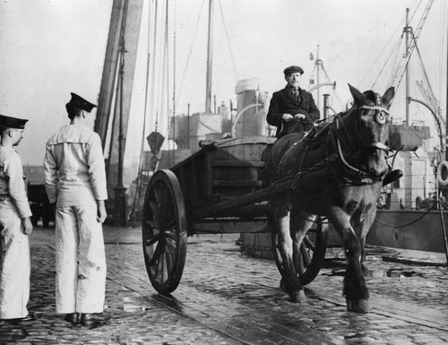 Buller the horse who served - buller',