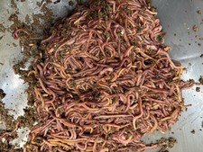  Red wiggler composting worms