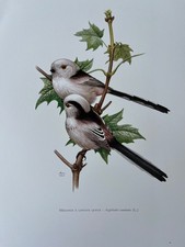 LONG-TAILED TIT bird print