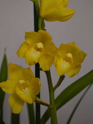 Kusuda fantasy yellow - fantasy,