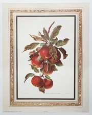 Arthur Kaplan Botanical Fruit Set of 4 Apple Pear Plum Peach