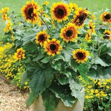 Thompson & Morgan Sunflower Solar Flash Seeds Hardy Garden Plant 1 Pack 10 Seeds