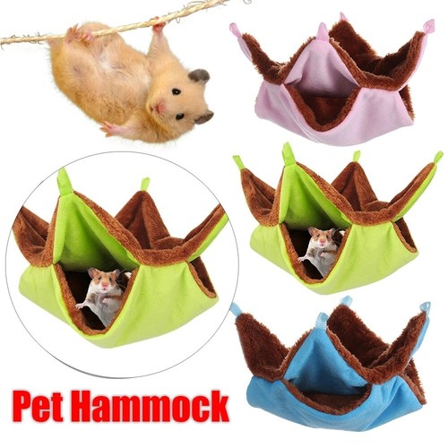 Ferret rat squirrel pet - rat,