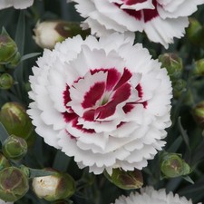 Carnation 'Coconut Sundae' Plug Plant x 4. Dianthus. Fragrant flowers. Perennial