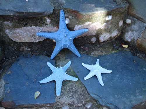 Large knobbly starfish - large,