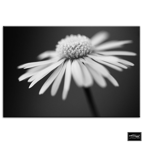Flowers botanical floral box - ,