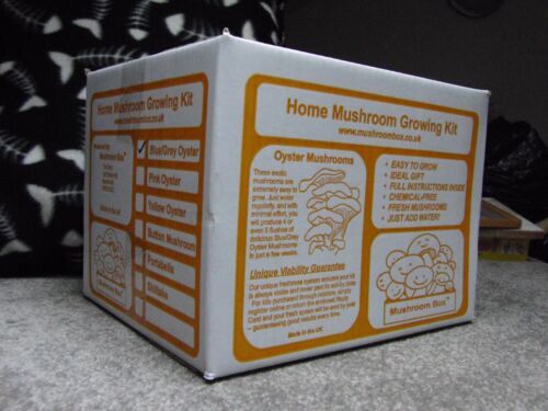 Mushroom growing kit - mushroom,