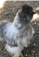 12  SILKIE FERTILE HATCHING