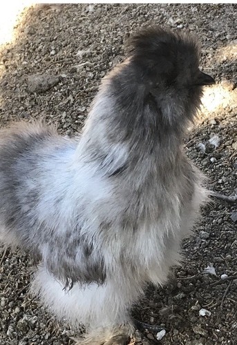Silkie fertile hatching - fertile,