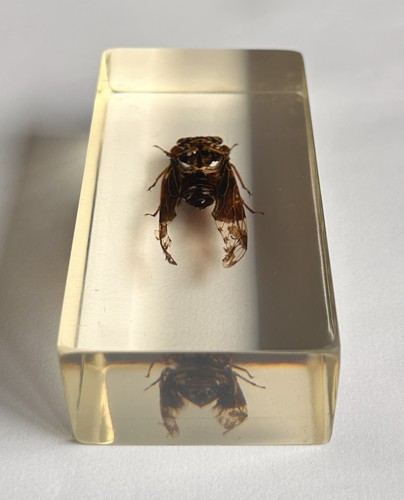 Real insect - real, (poss