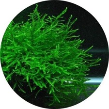 250g java moss - -,