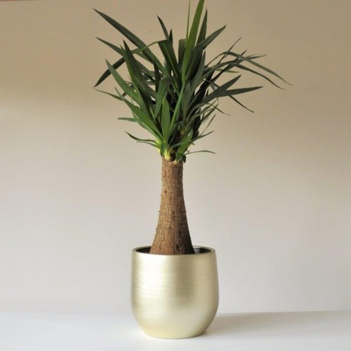 Large yucca maya tree - large,