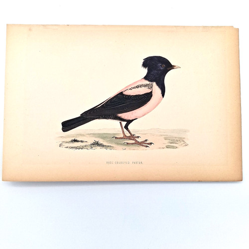 Antique engraving tinted - engraving,