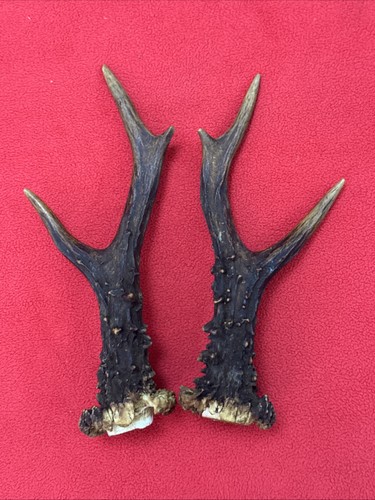Pair roe deer - deer,