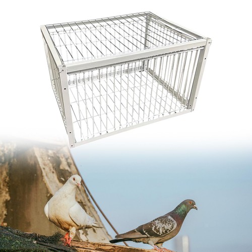 Bird cage metal - bird, welding