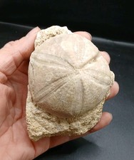 Fossil clypeus plotti - fossil, echinoid