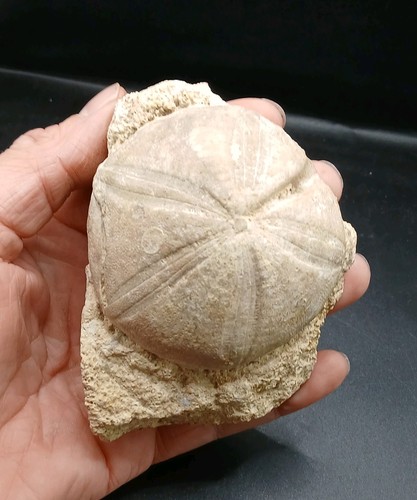 Fossil clypeus plotti - fossil,