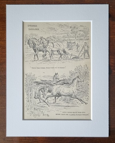 Antique mounted print 1900 - antique,