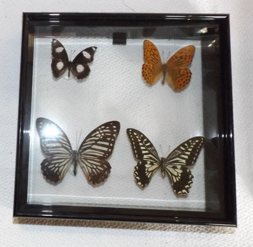 New gift boxed - boxed, taxidermy
