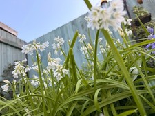 3 Cornered Garlic Plants