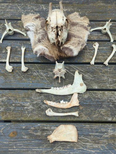 Large bundle deer fox - of, deer,