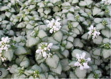 6  Evergreen Lamium White