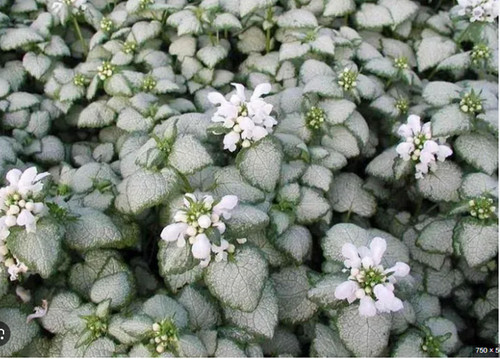 Evergreen lamium white - lamium,