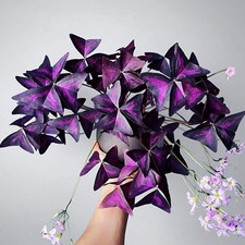 Oxalis Triangularis | Purple Shamrock | Butterfly Plant – 9cm Pot, Easy Care
