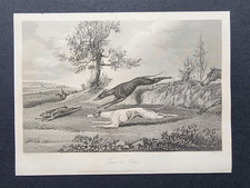 Antique 1843 Print - Hare